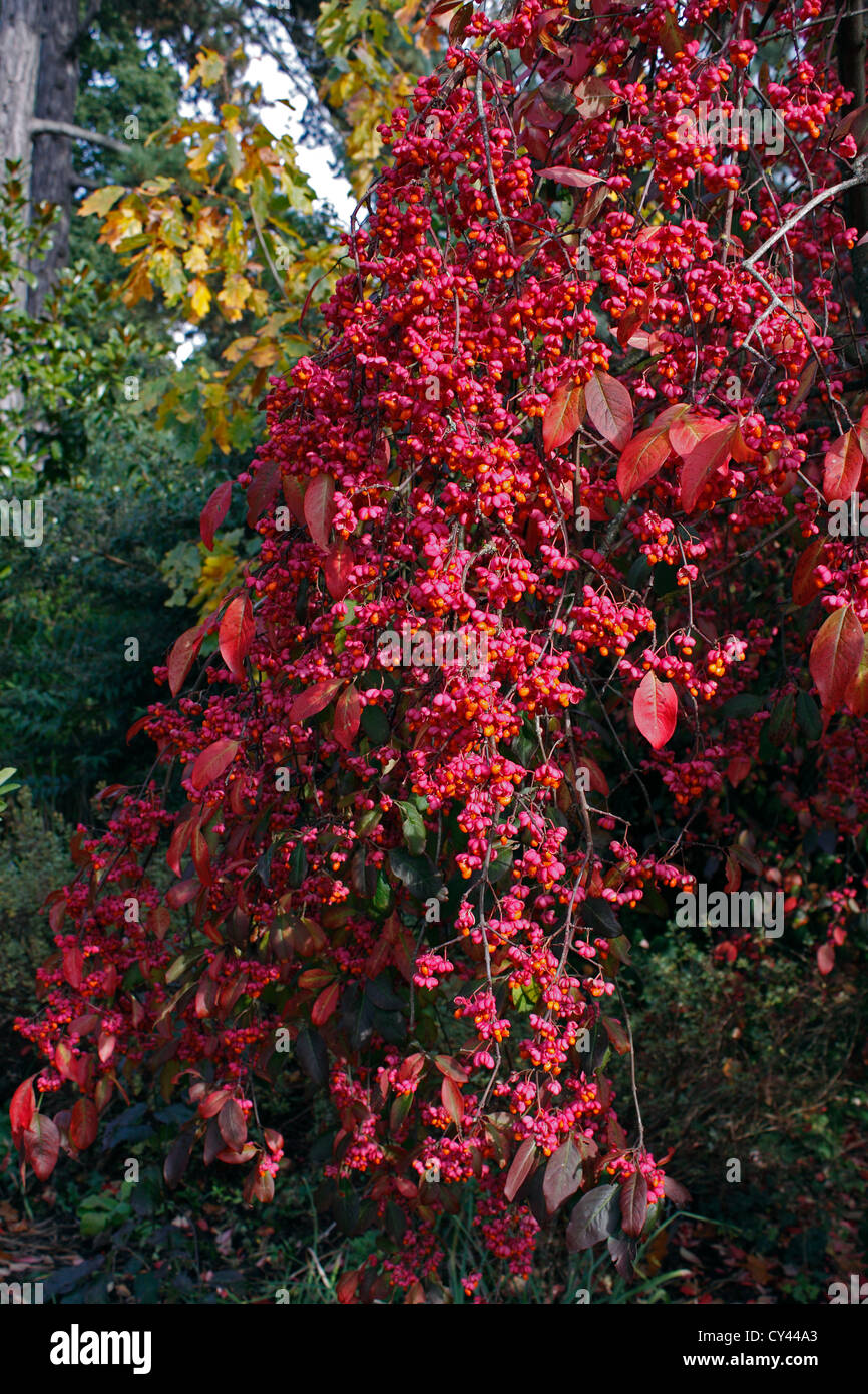 EUONYMUS EUROPAEUS. RED CASCADE. SPINDLE TREE Stock Photo -