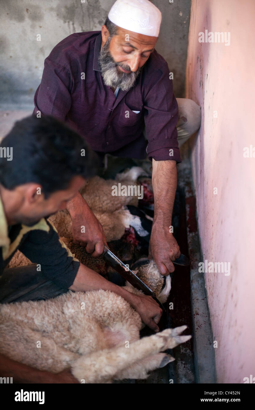 A Muslim butcher ritually slaughters sheep preparation for a wazwan feast. Srinagar, Kashmir, India Stock Photo