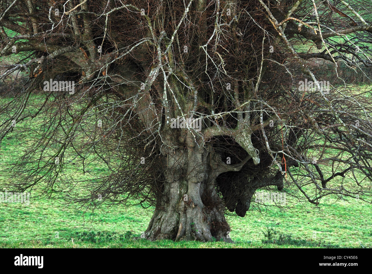 An ancient lime tree Dorset UK Stock Photo Alamy