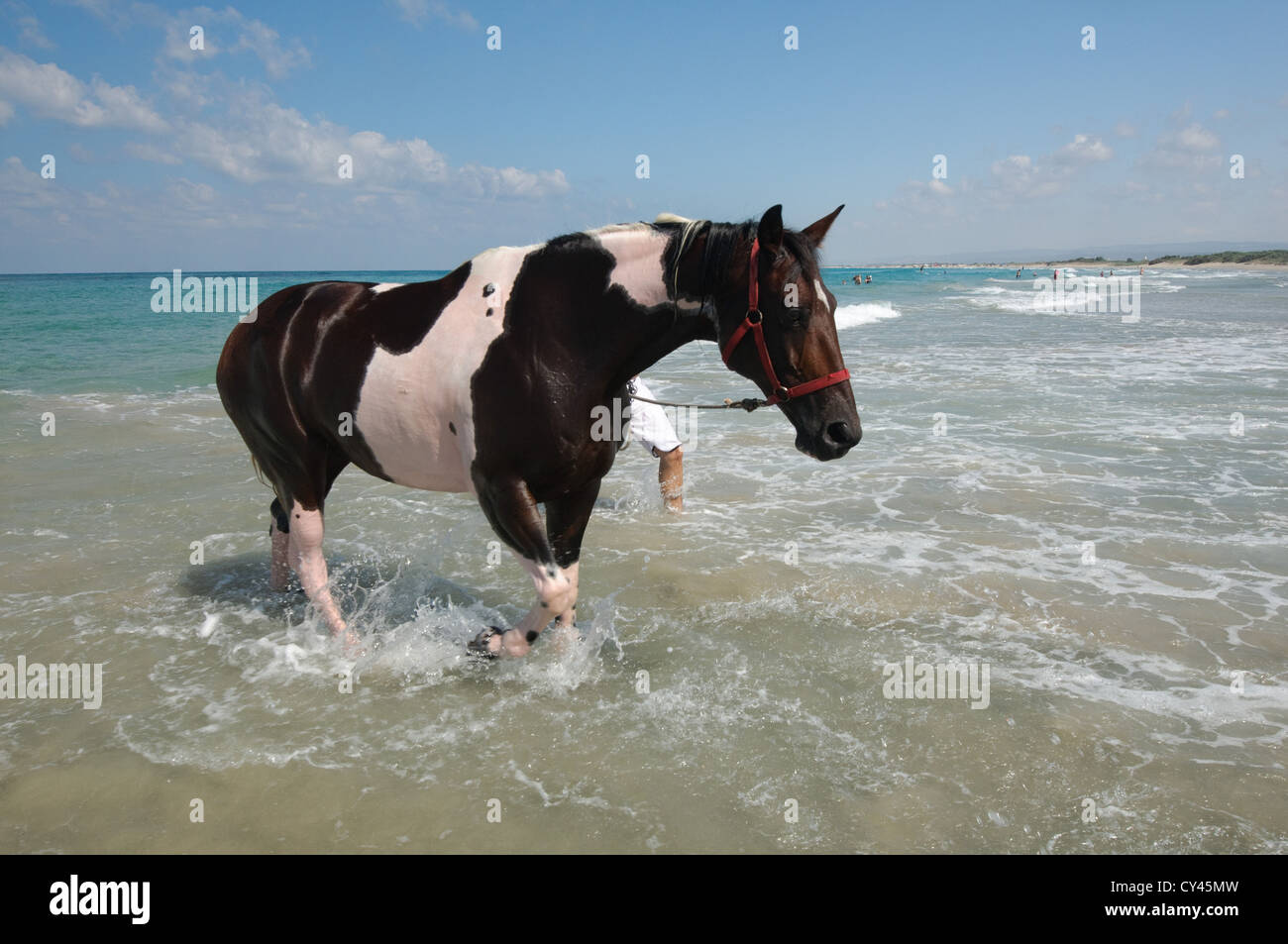 Man Washes his horse in the Mediterranean Sea Stock Photo