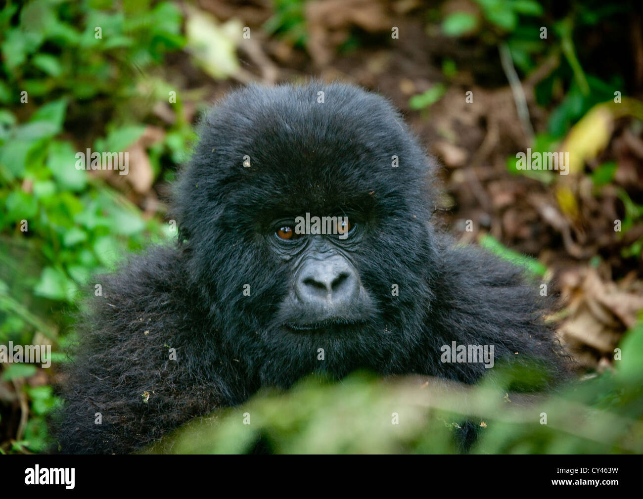 Baby Gorilla In Volcanoes National Park - Rwanda Stock Photo