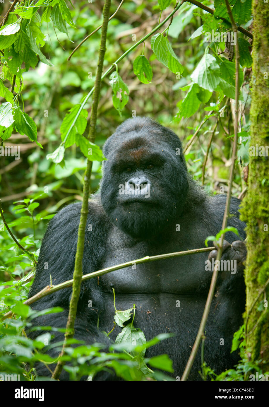 Gorilla In Volcanoes National Park - Rwanda Stock Photo