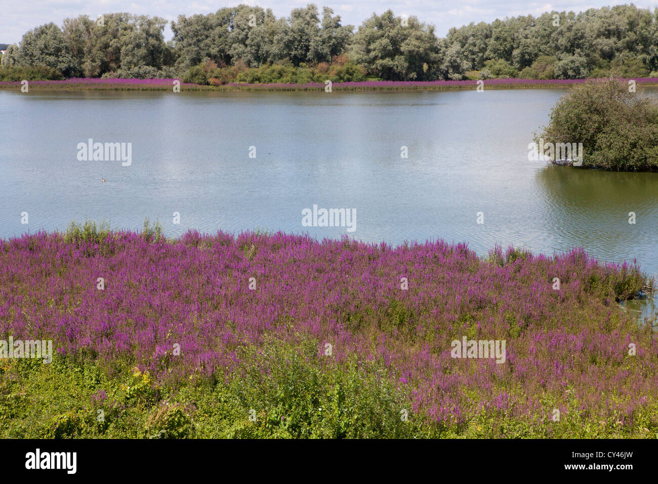 Recreation along the river Waal Stock Photo