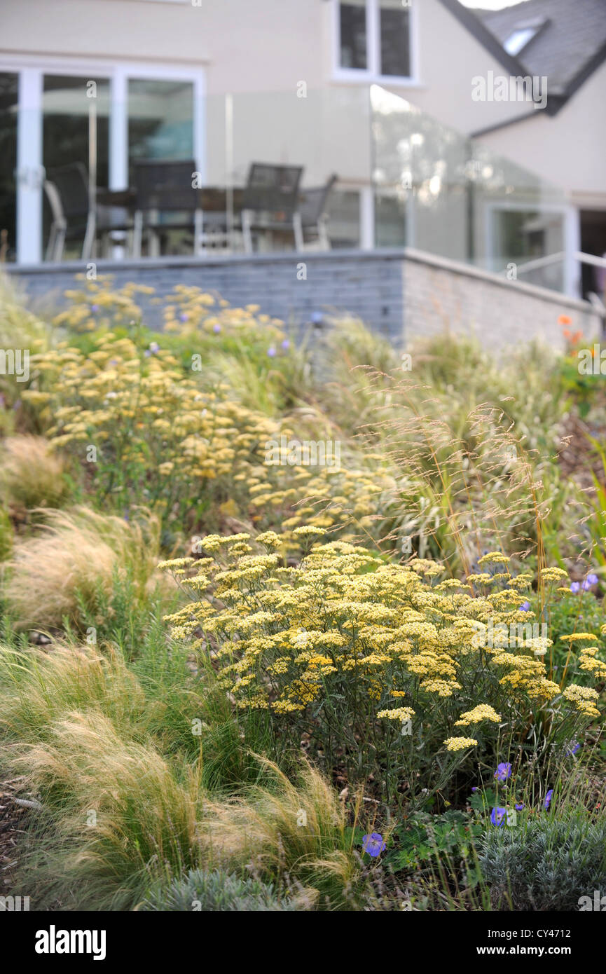A seaside garden planted with maritime tolerant grasses and yellow Achillea at a luxury holiday home near Abersoch on the Lleyn Stock Photo
