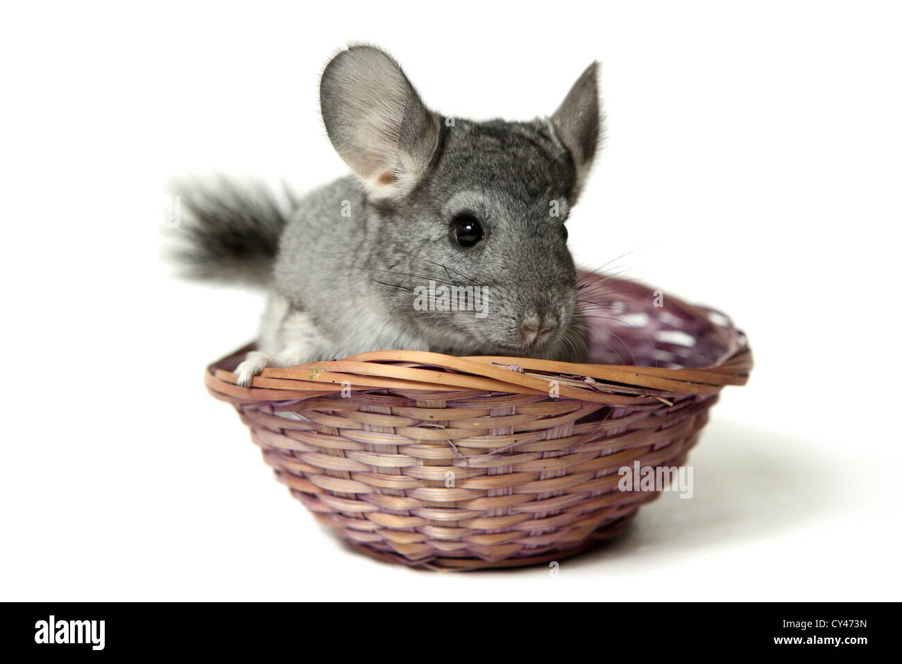 Mouse in a straw basket On white Background Stock Photo