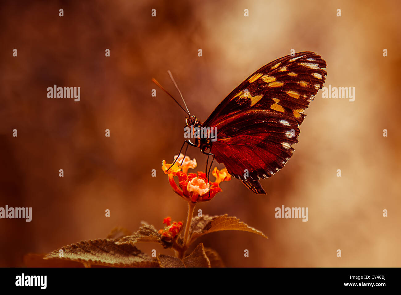 Butterfly on flower- plain tiger profile Stock Photo