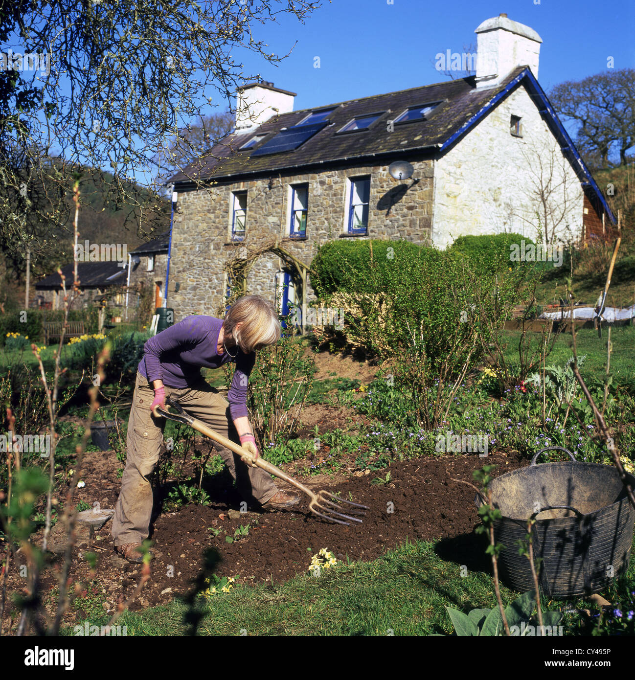 A senior mature woman digging in her sloping garden in spring and view of country home in March sunshine in Carmarthenshire Wales UK  KATHY DEWITT Stock Photo