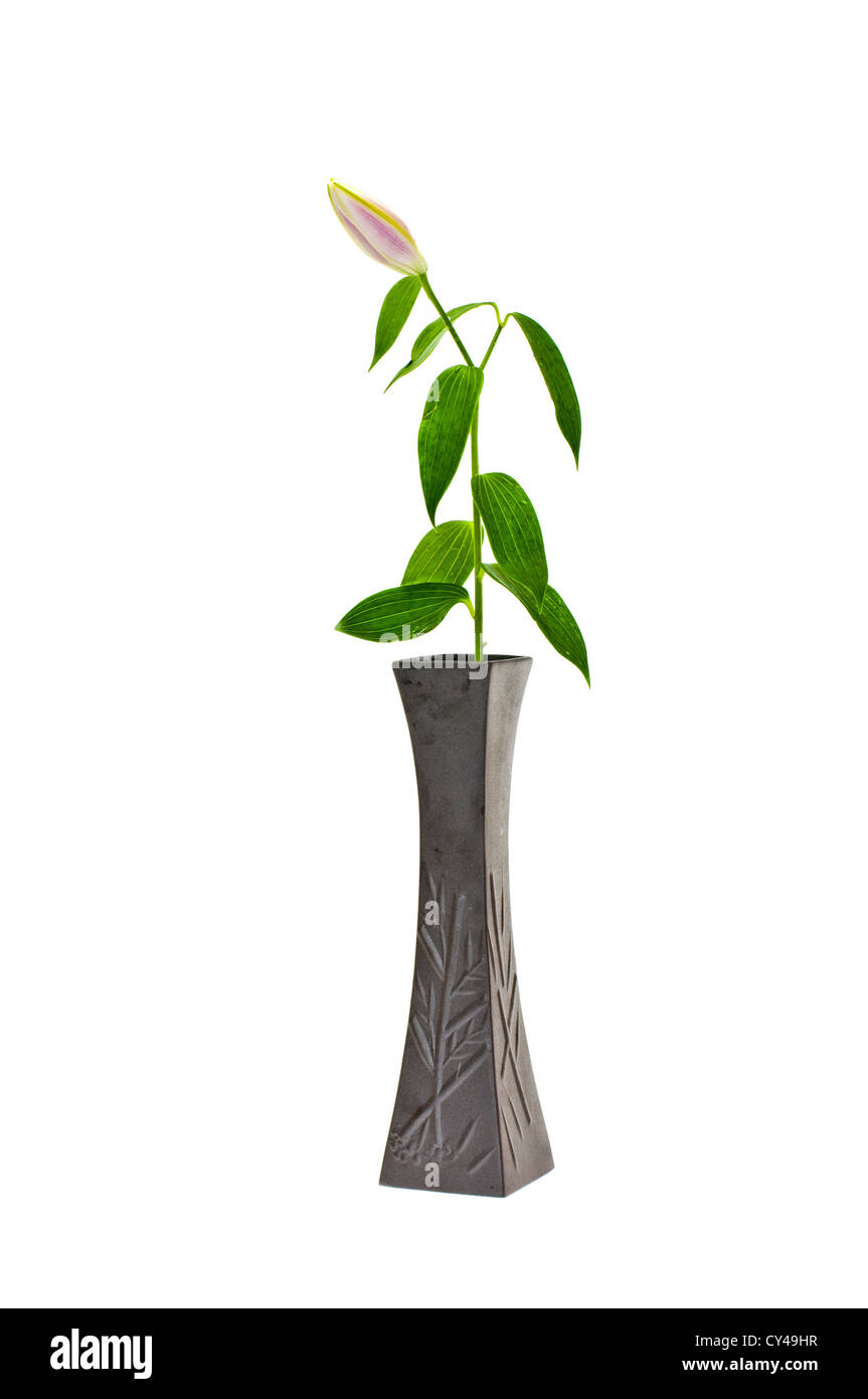 lily Flower in a vase isolated on white background Stock Photo - Alamy