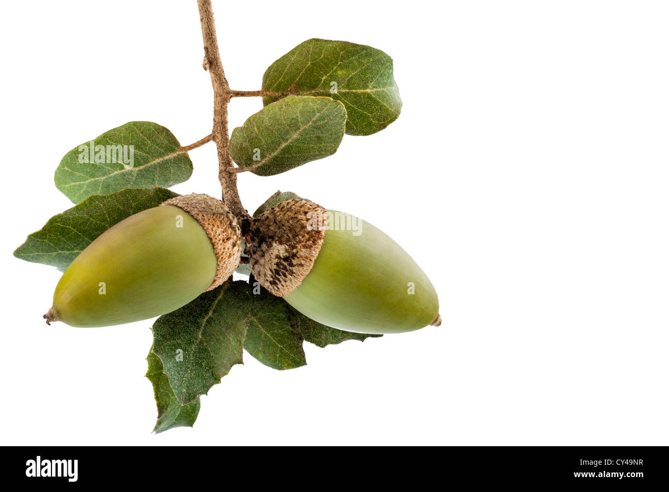 Holm oak branch with acorns Stock Photo