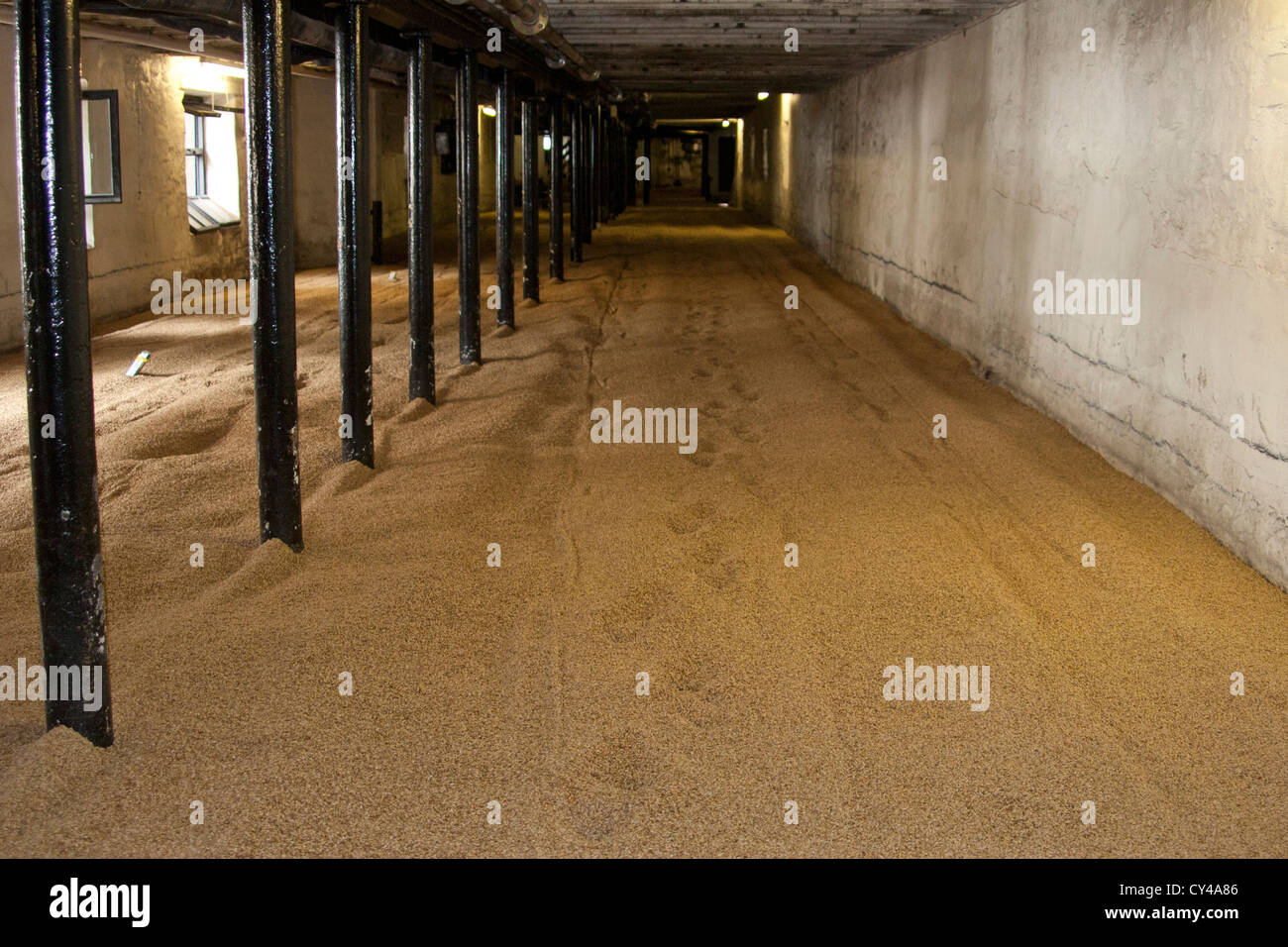 Highland Park Distillery, Kirkwall, Orkney, Scotland, Barley Malting Stock Photo