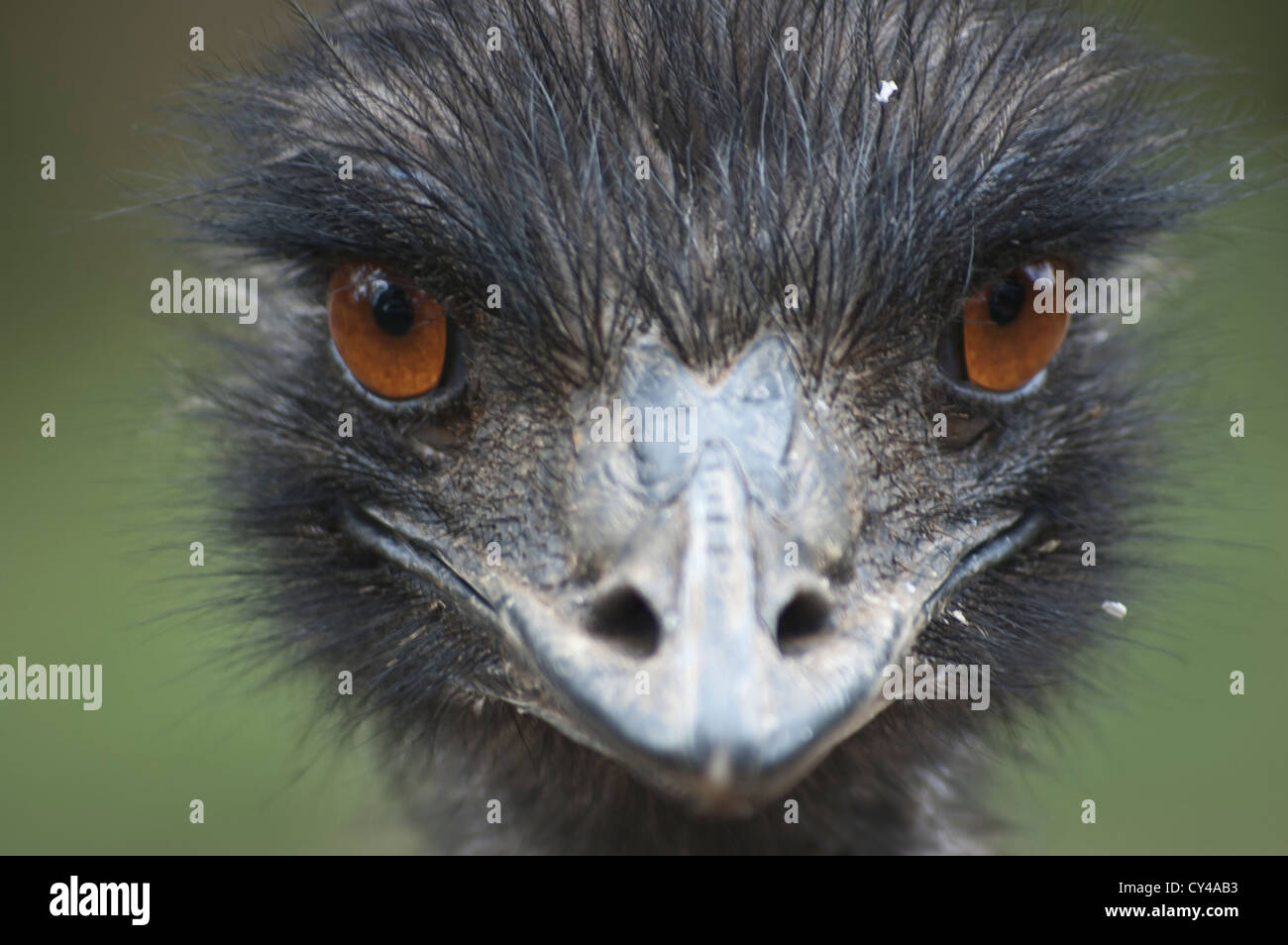 Emu face hi-res stock photography and images - Alamy