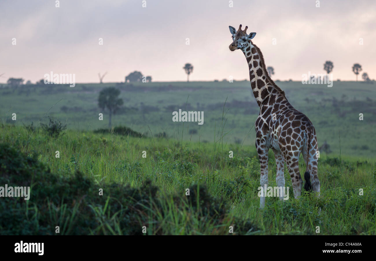 Giraffe in the Murchison Falls National Park in Uganda Stock Photo