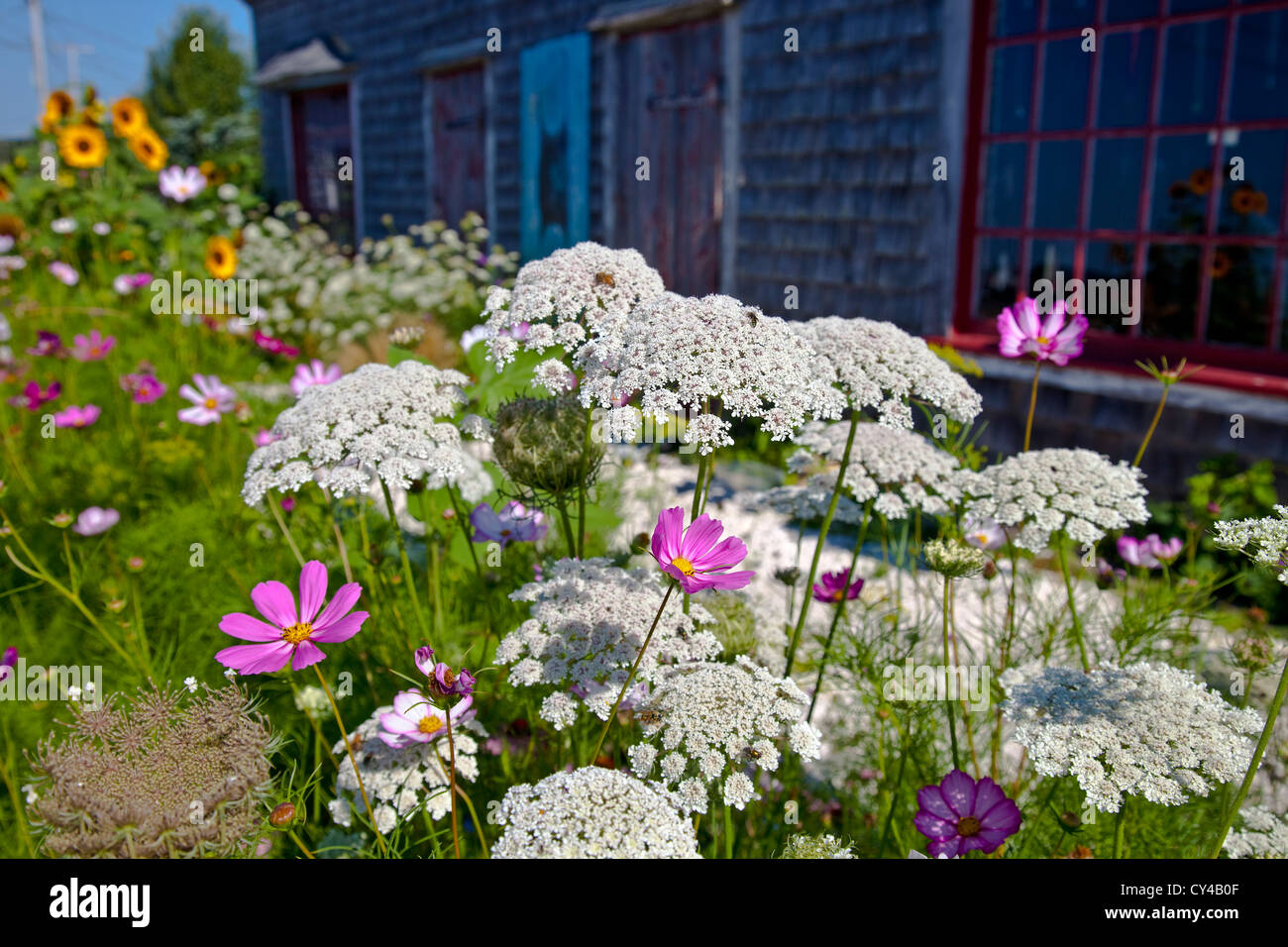 A flower garden at the Frying Pan Gallery in Wellfleet, MA Stock Photo