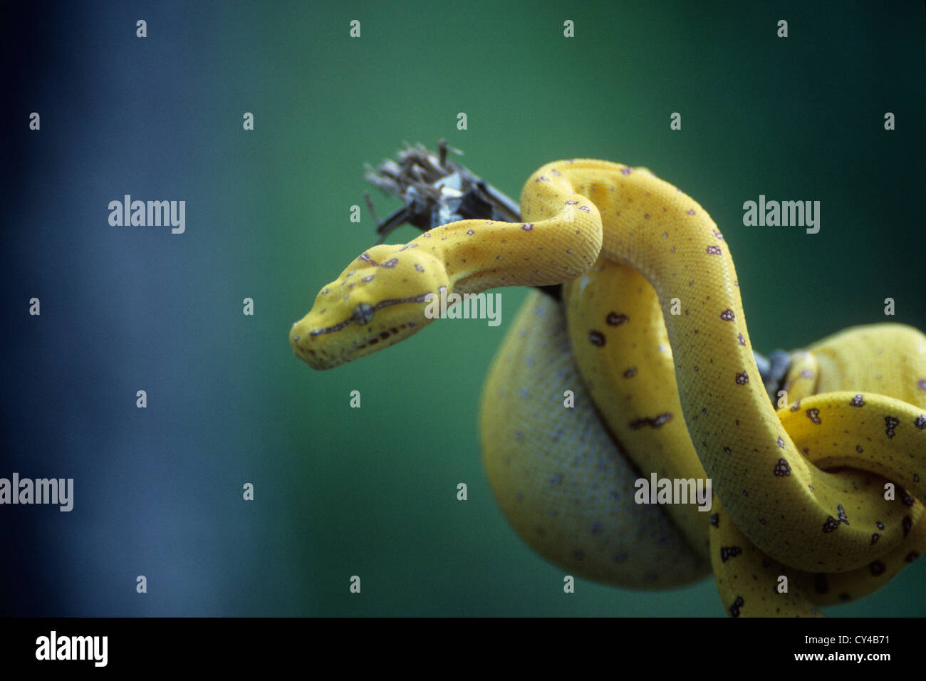 Wildlife, reptiles, Australia, juvenile green tree Python in yellow ...