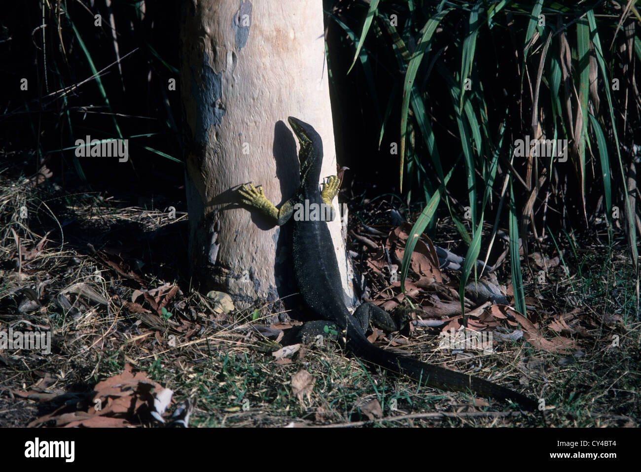 Wildlife, Australia, Monitor Lizard Stock Photo - Alamy