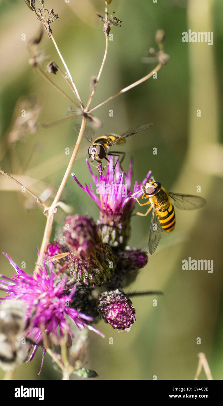 Hoverflies sitting on a thistle Stock Photo