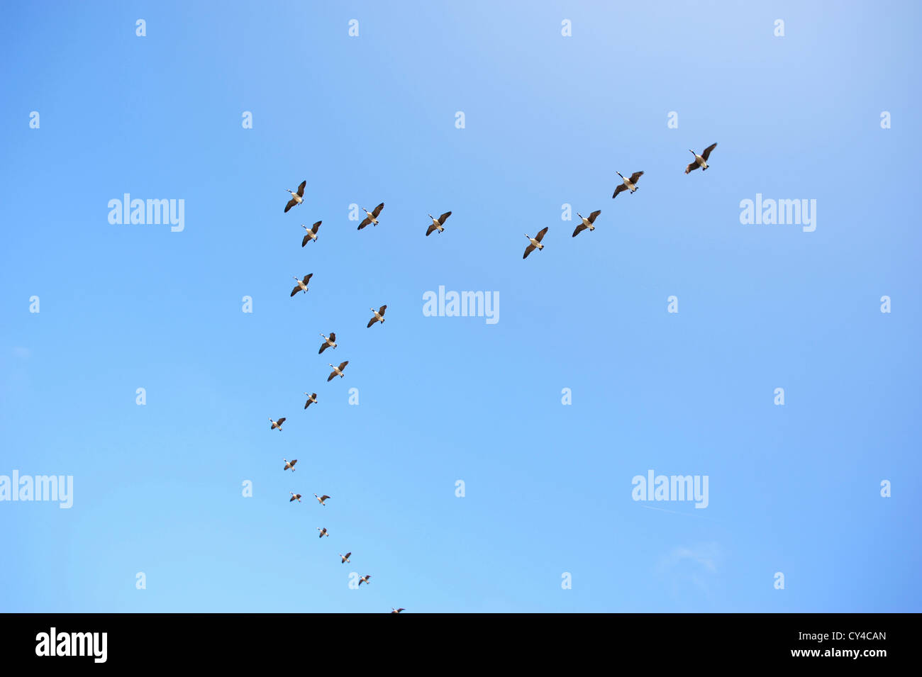 Canadian geese flying formation hi-res stock photography and images - Alamy