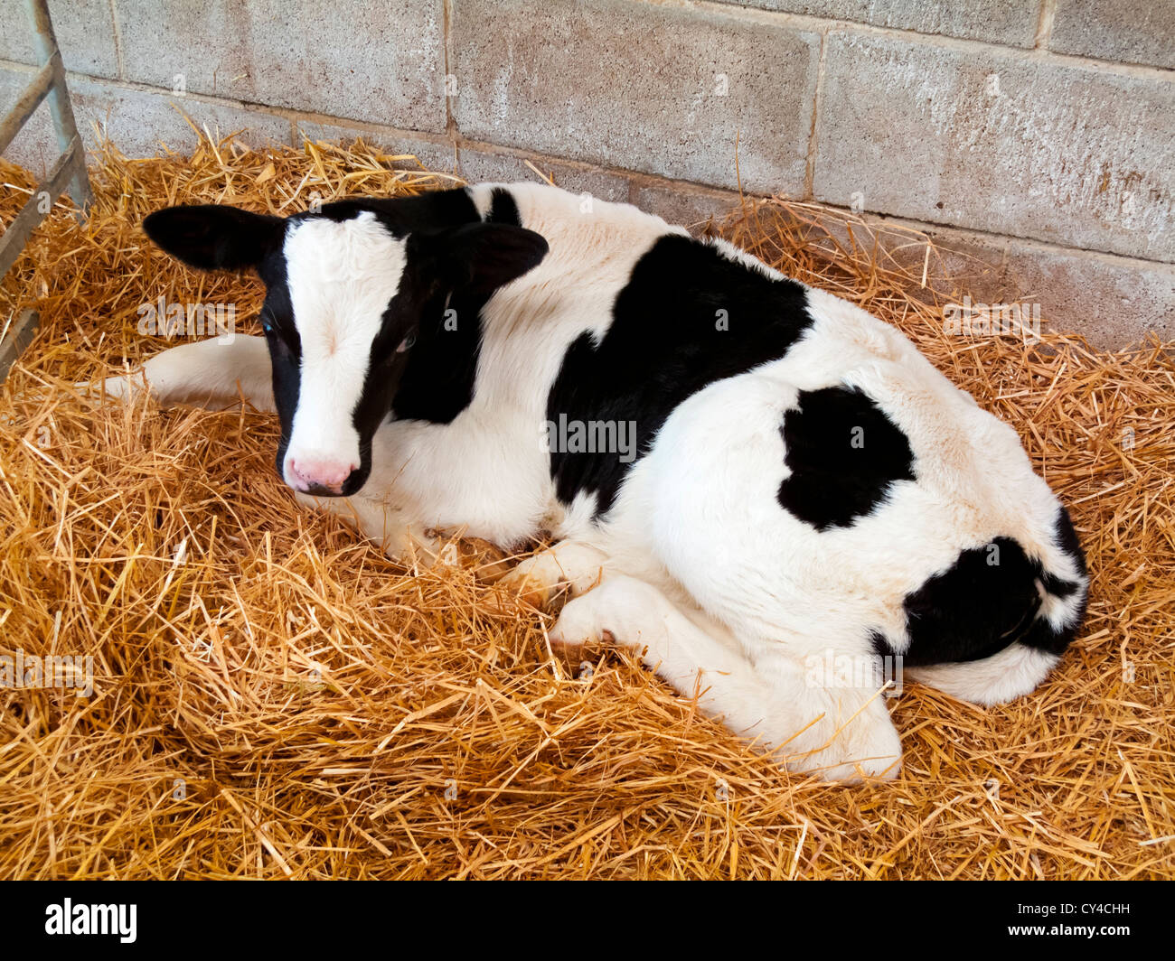 Friesian calf hi-res stock photography and images - Alamy