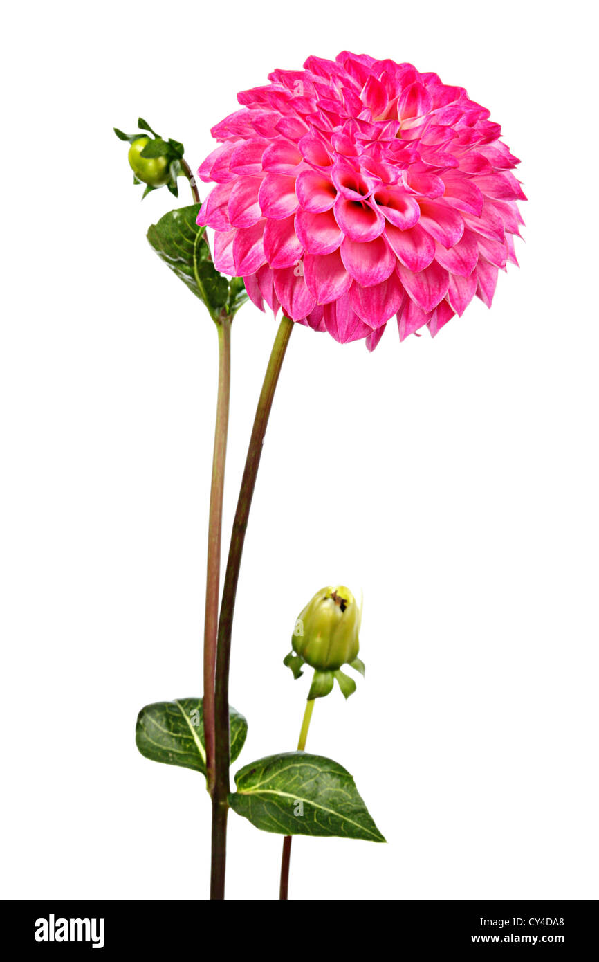 Pink dahlia. One flower on a white background Stock Photo - Alamy