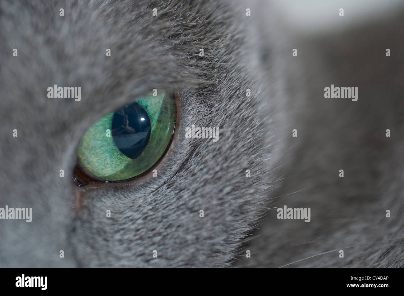 Close up of a pure bred Russian Blue cat Stock Photo