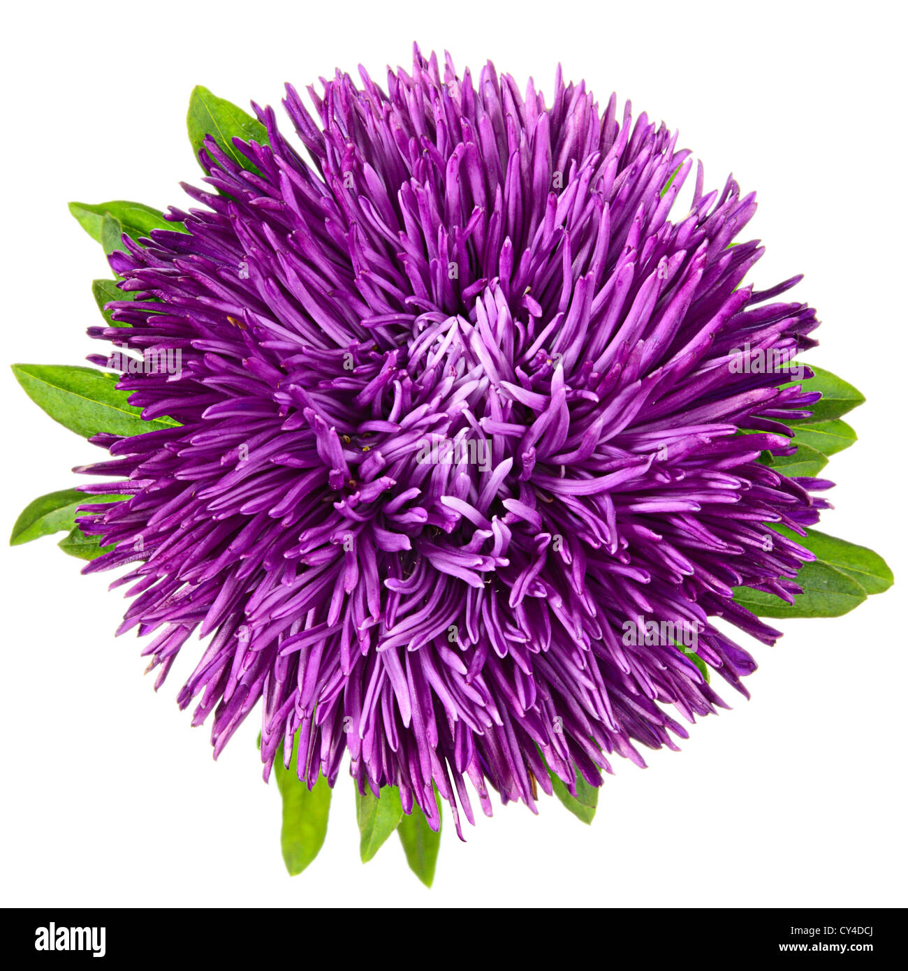 Head of single aster on a white background Stock Photo