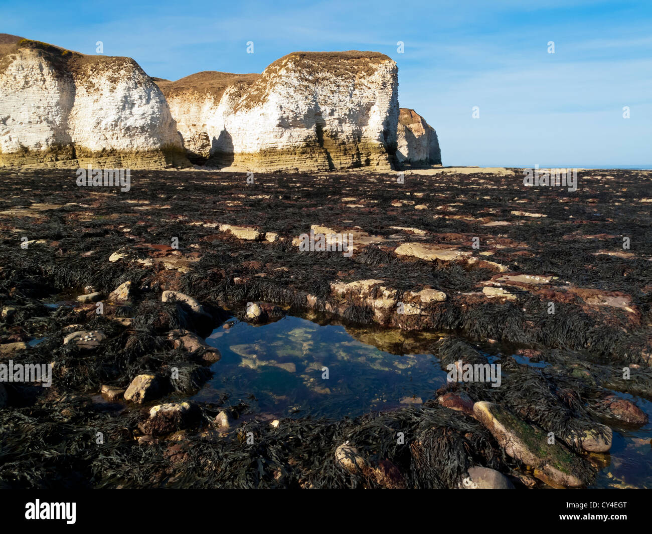 The beach and chalk cliffs at Flamborough Head on the North Yorkshire coast England UK a Special Area of Conservation Stock Photo