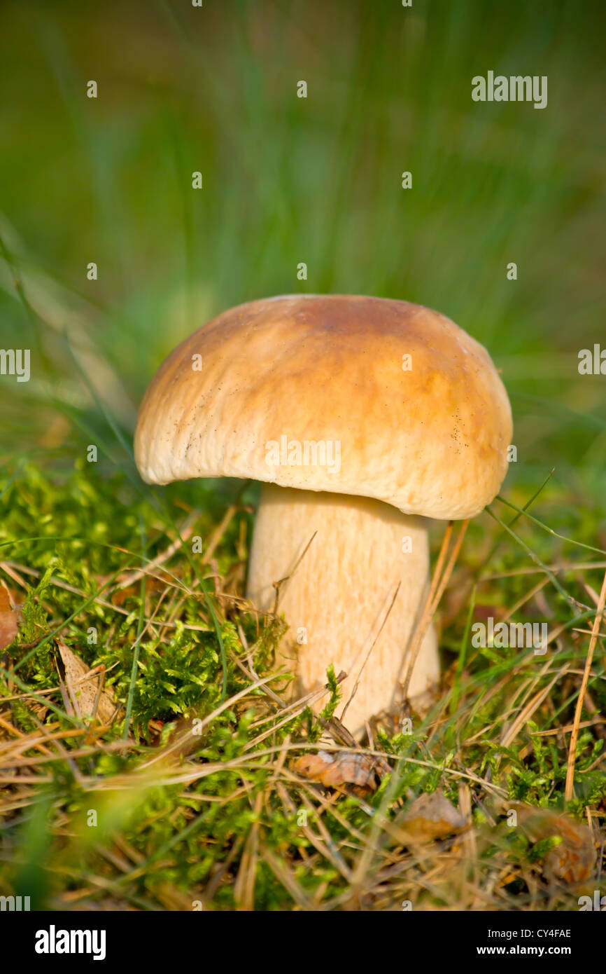 Autumn forest eatable mushroom close-up Stock Photo