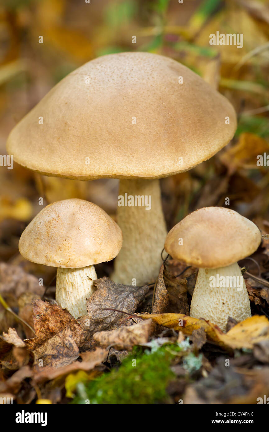 Autumn forest eatable mushrooms close-up Stock Photo