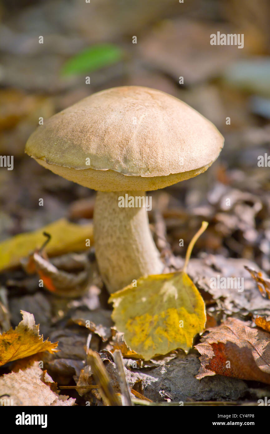 Autumn forest eatable mushroom close-up Stock Photo