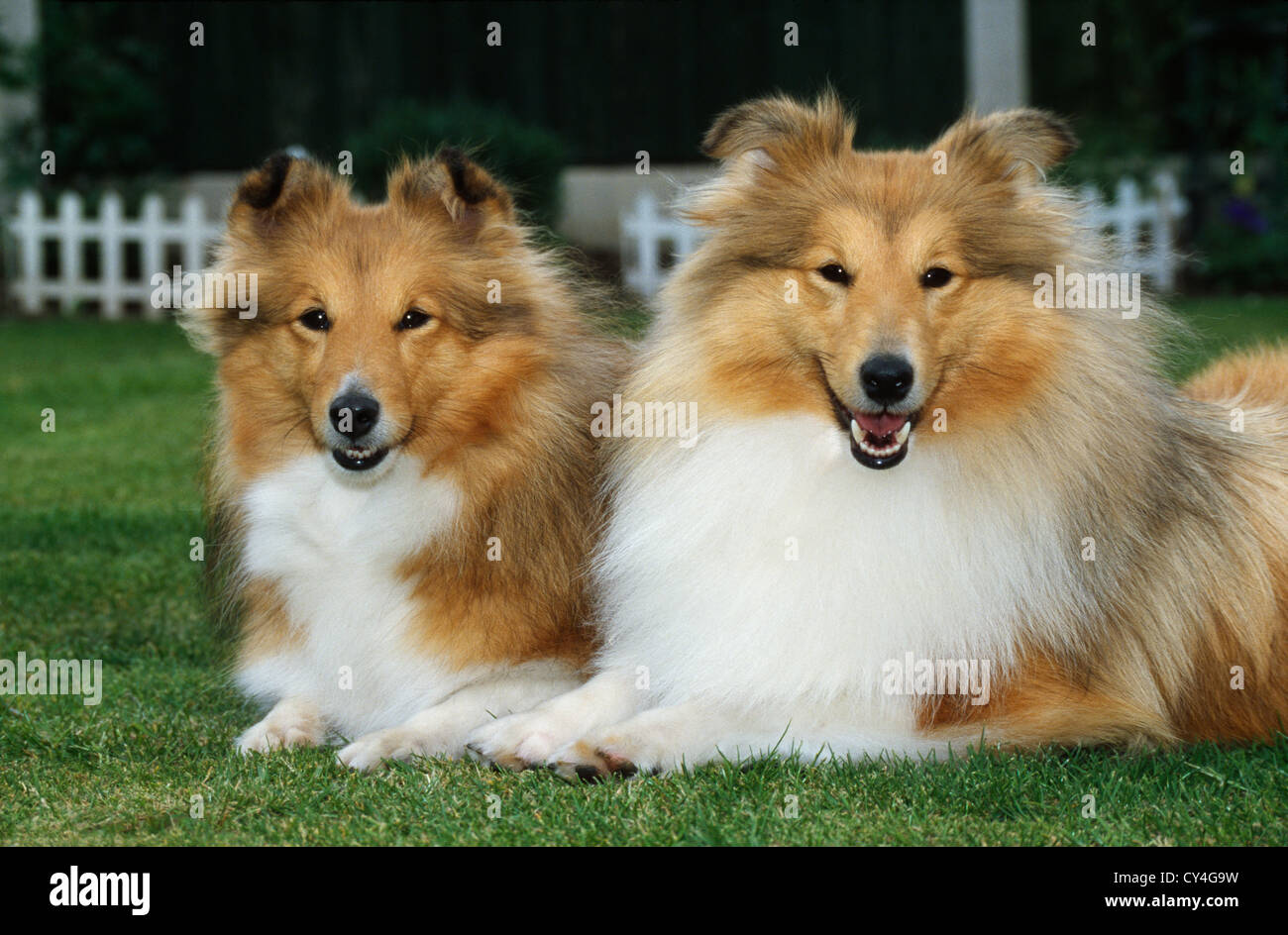TWO SHETLAND SHEEPDOGS; CLOSEUP, SIDE VIEW, LYING DOWN / IRELAND Stock
