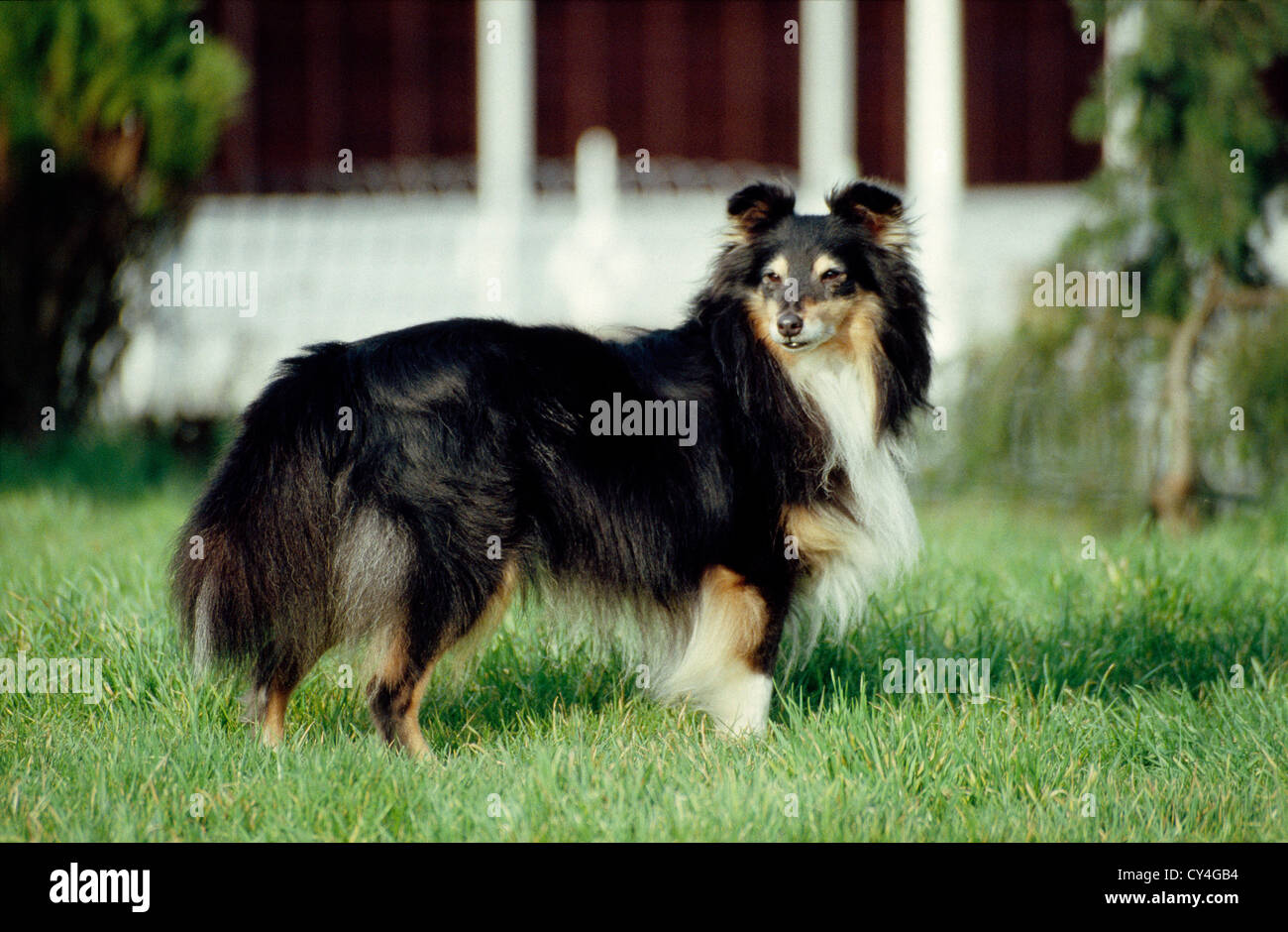 SHEEPDOG STANDING IN YARD/ ENGLAND Stock Photo Alamy
