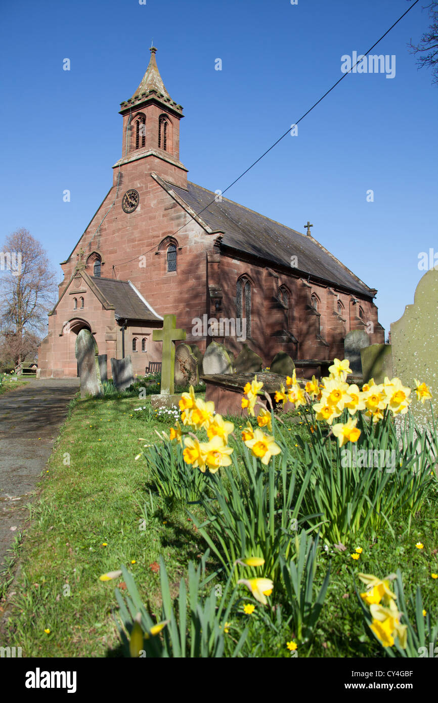 Village of Coddington, England. Spring view of daffodils in front of St