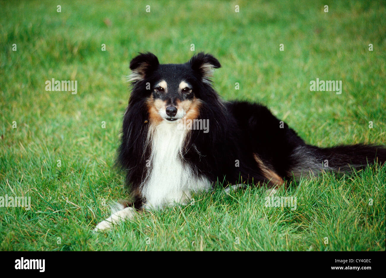 SHEEPDOG LAYING IN YARD/ ENGLAND Stock Photo Alamy