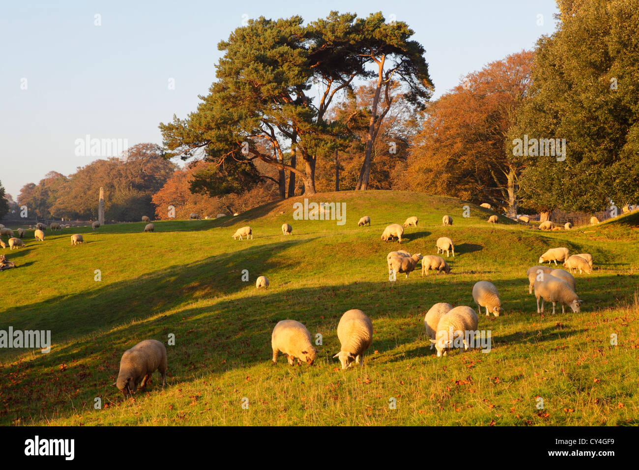 Sheep english countryside sheep hi-res stock photography and images - Alamy
