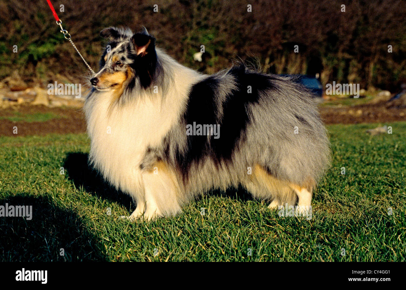 SHEEPDOG STANDING IN YARD/ ENGLAND Stock Photo Alamy