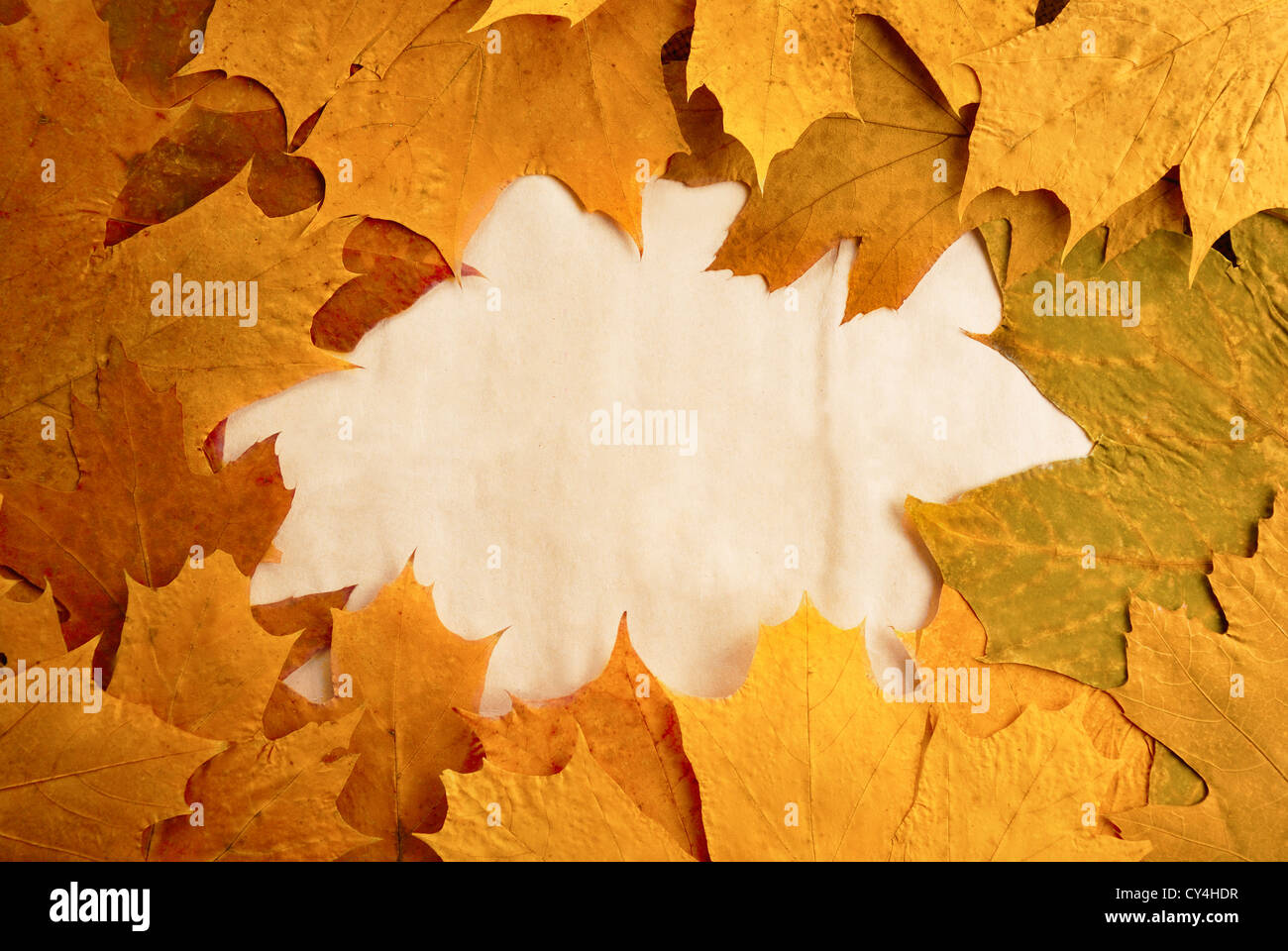 Beautiful autumn frame made with maple leaves Stock Photo - Alamy
