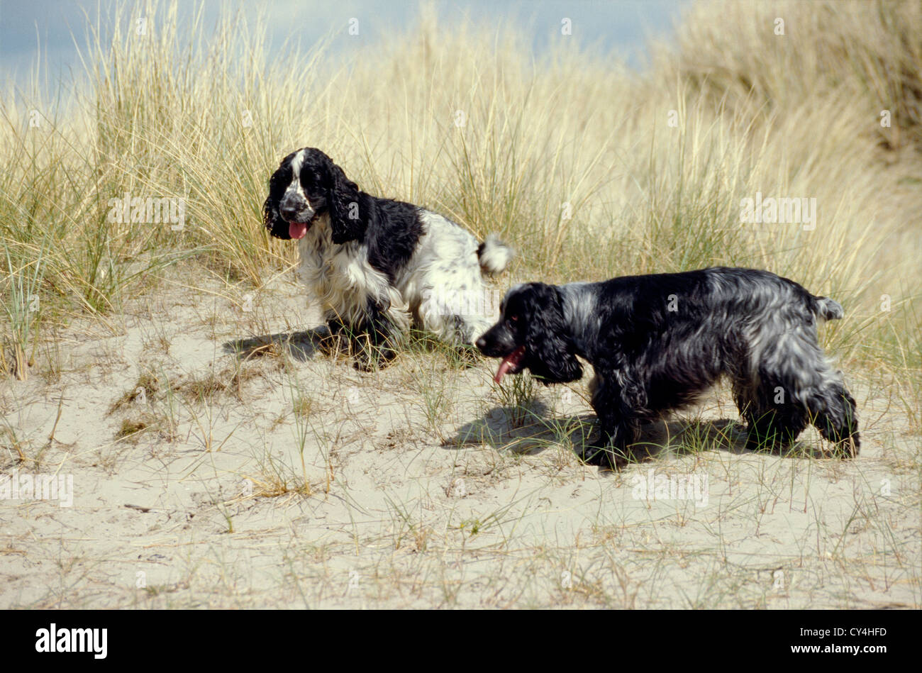 PAIR OF ADULT ENGLISH COCKER SPANIELS IN FIELD / IRELAND Stock Photo ...