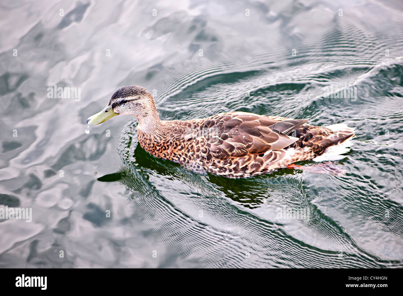 Female mallard duck swimming on calm pond with cloud reflections Stock Photo