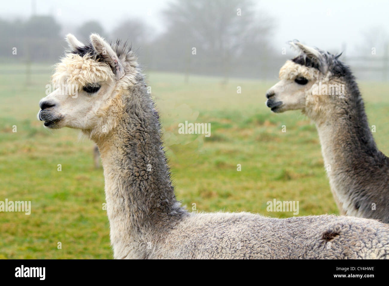 Two alpacas in profile with heads and necks facing the same way Stock Photo