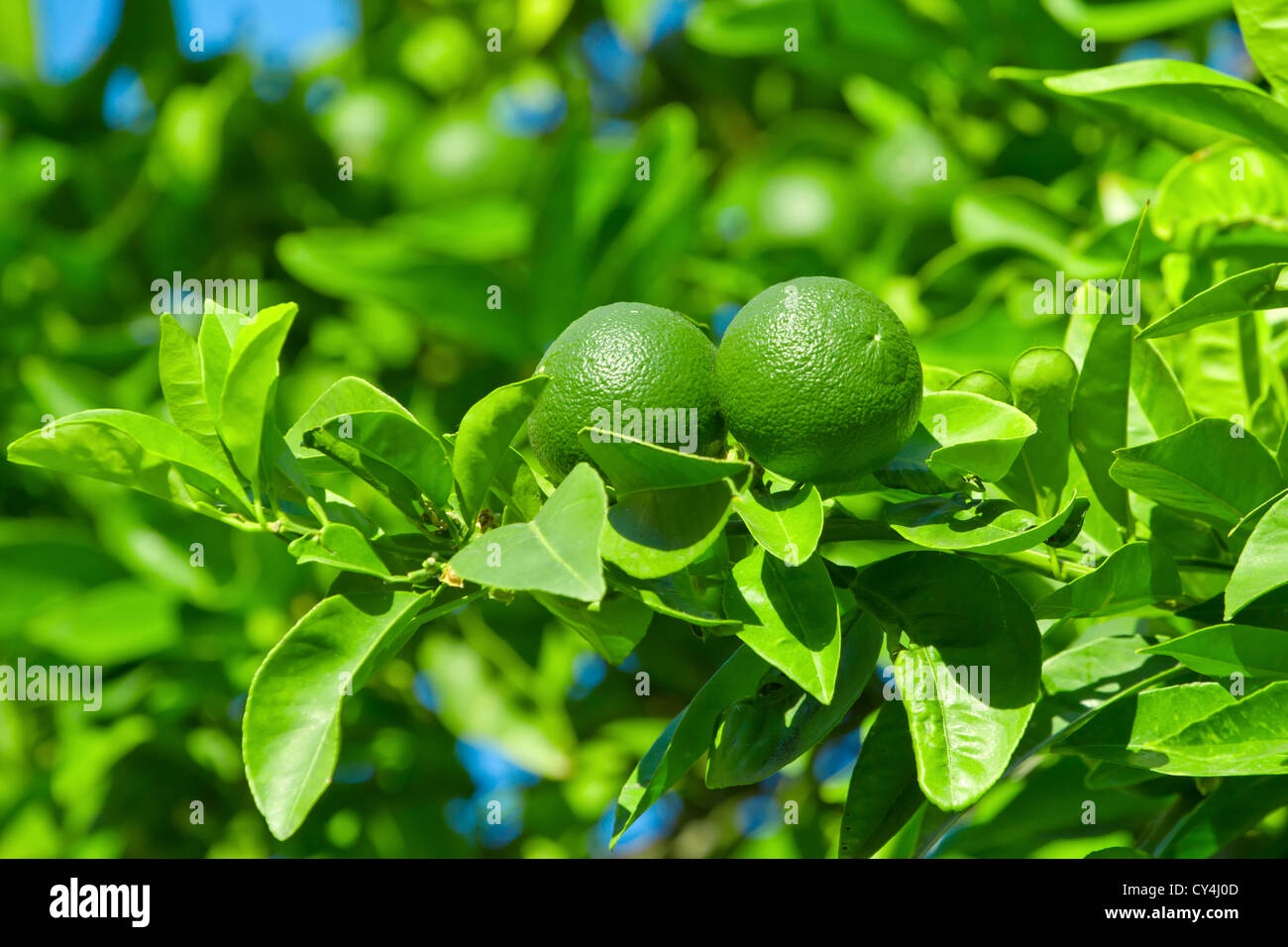 Unripe green oranges hanging on a tree branch Stock Photo Alamy