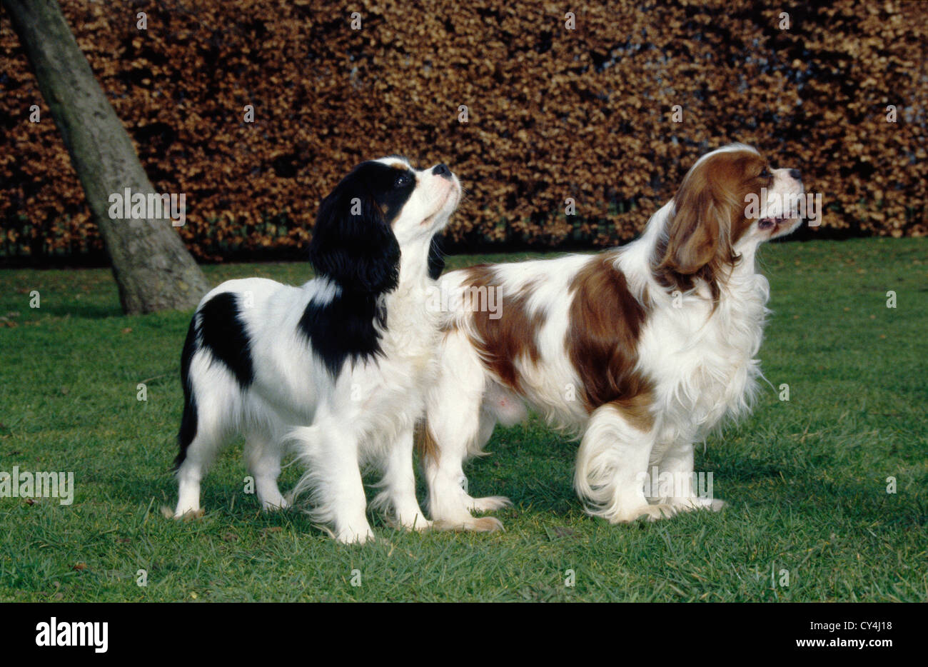 Adult cavalier charles king sale spaniel, free erotic humiliation hypnotisism