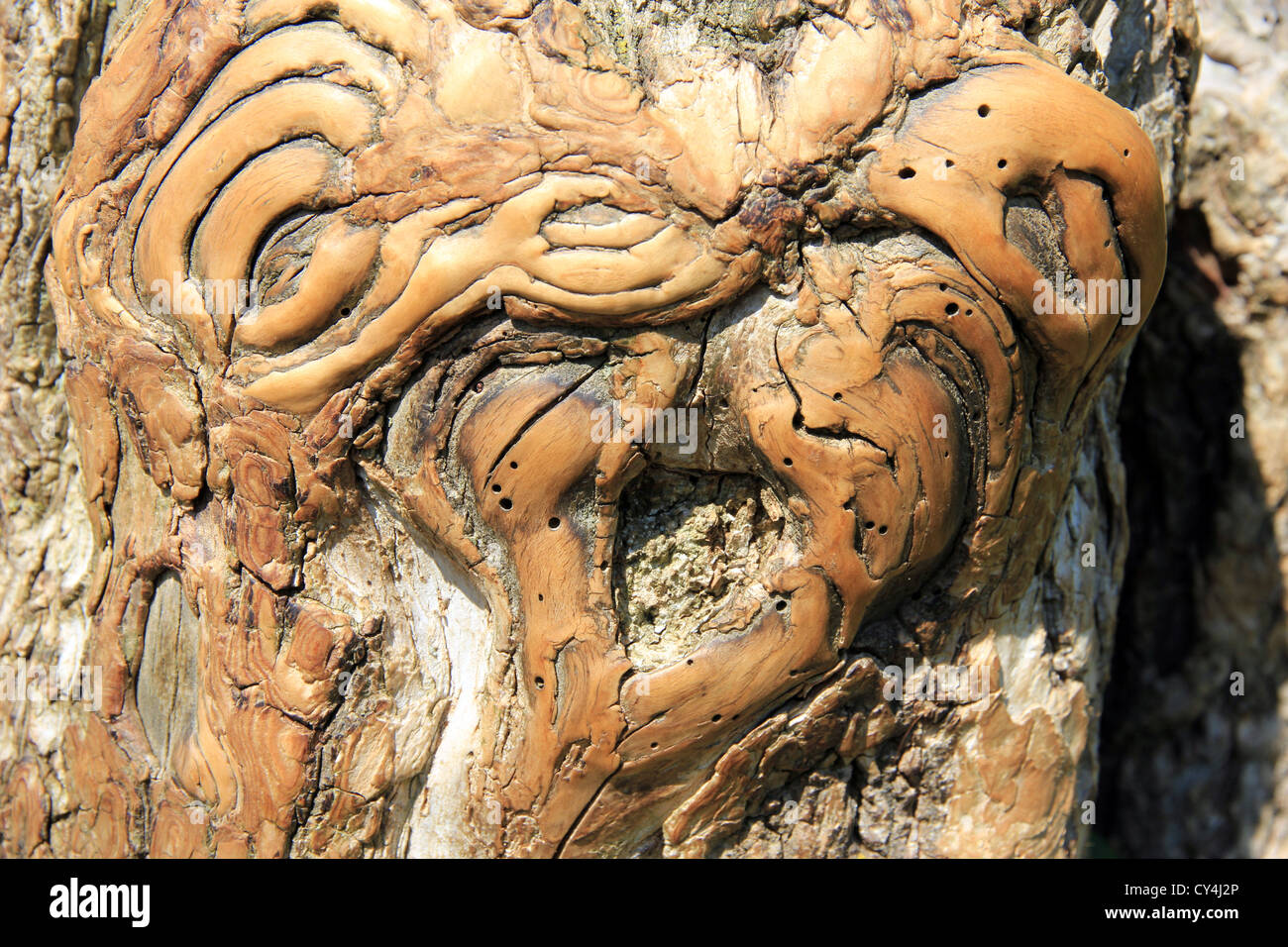 tree trunk rubbed smooth by livestock in flood meadow cattle rub Stock Photo