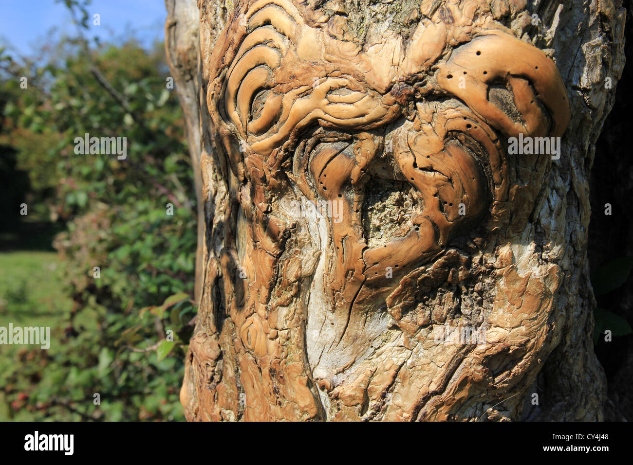 cattle rub tree trunk rubbed smooth by livestock in flood meadow Stock Photo