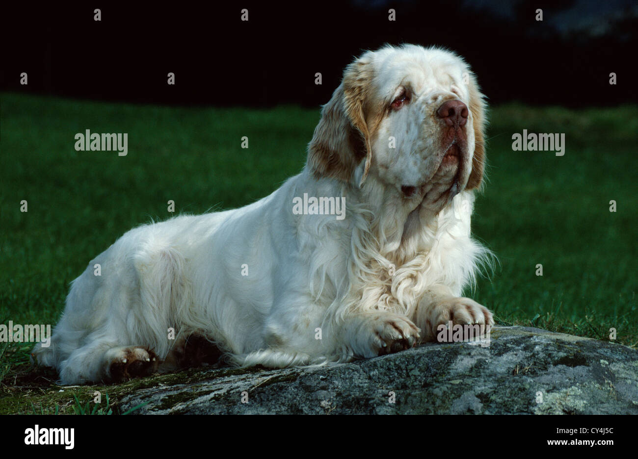 ADULT CLUMBER SPANIEL LAYING IN YARD Stock Photo