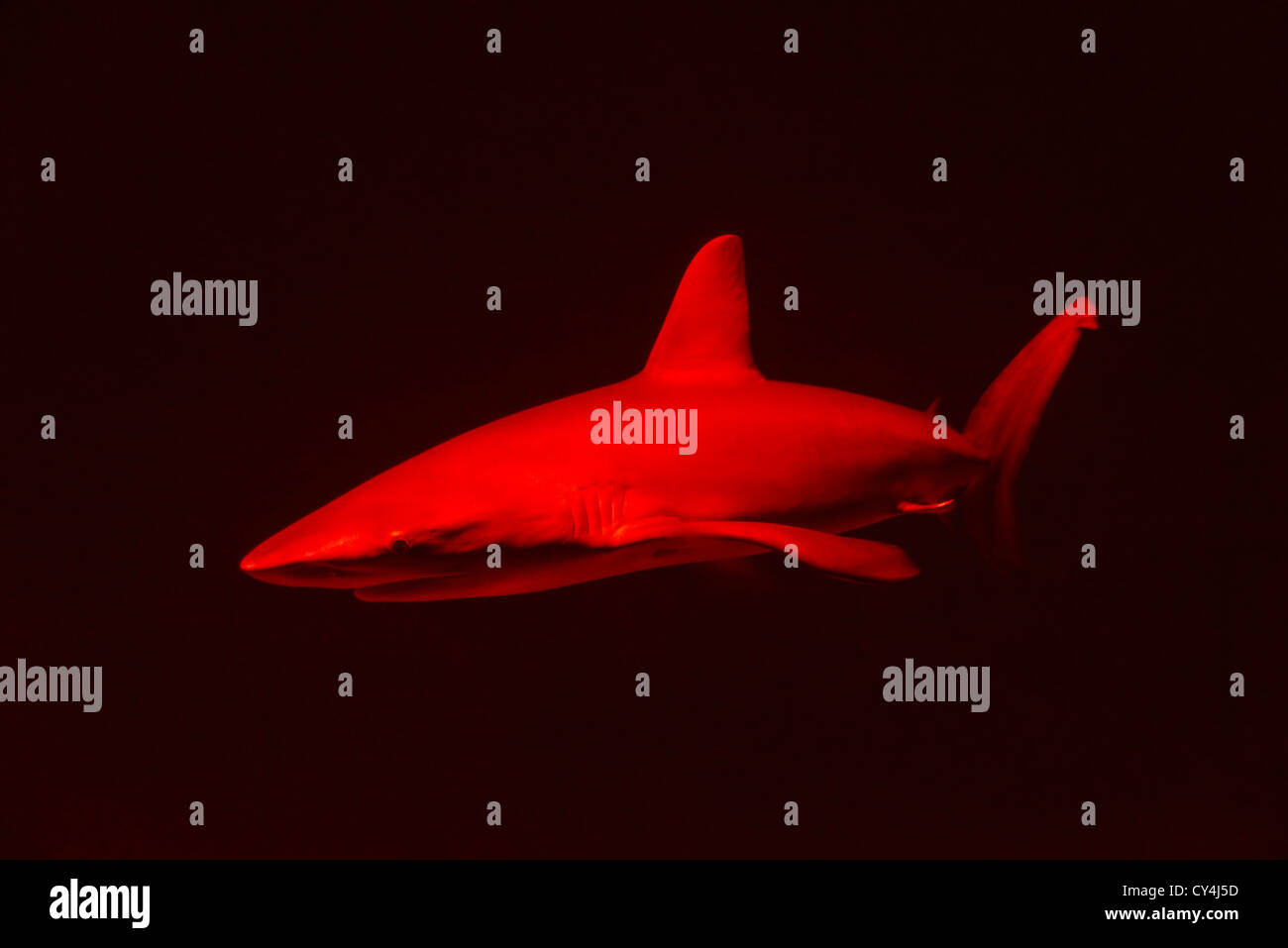 Red Shark