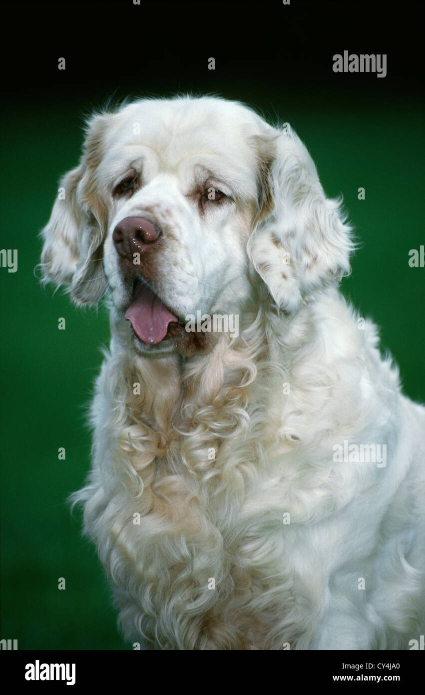 CLOSE-UP OF BEAUTIFUL CLUMBER SPANIEL OUTSIDE Stock Photo