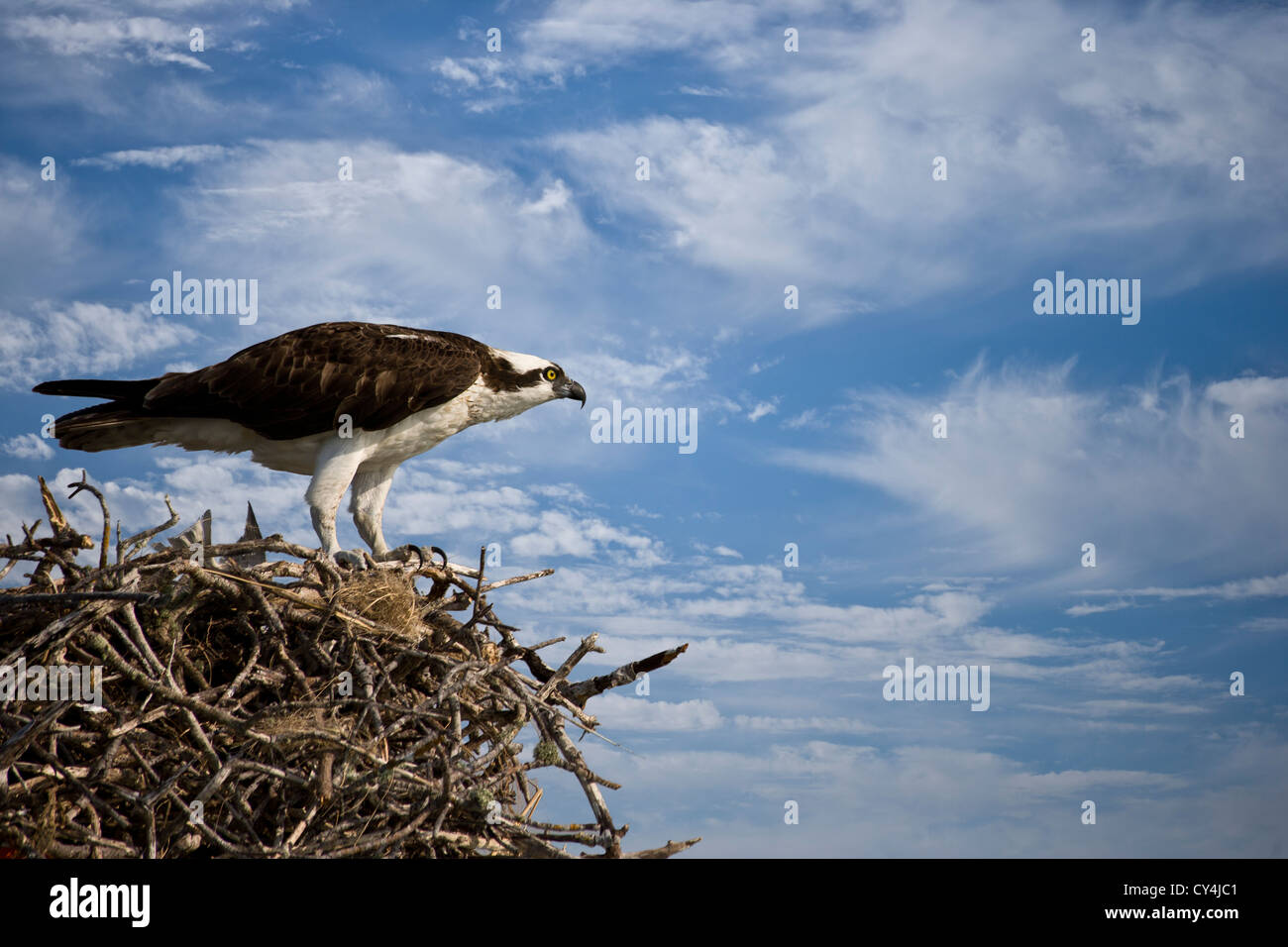 Osprey on nest agains blue sky with clouds Stock Photo - Alamy