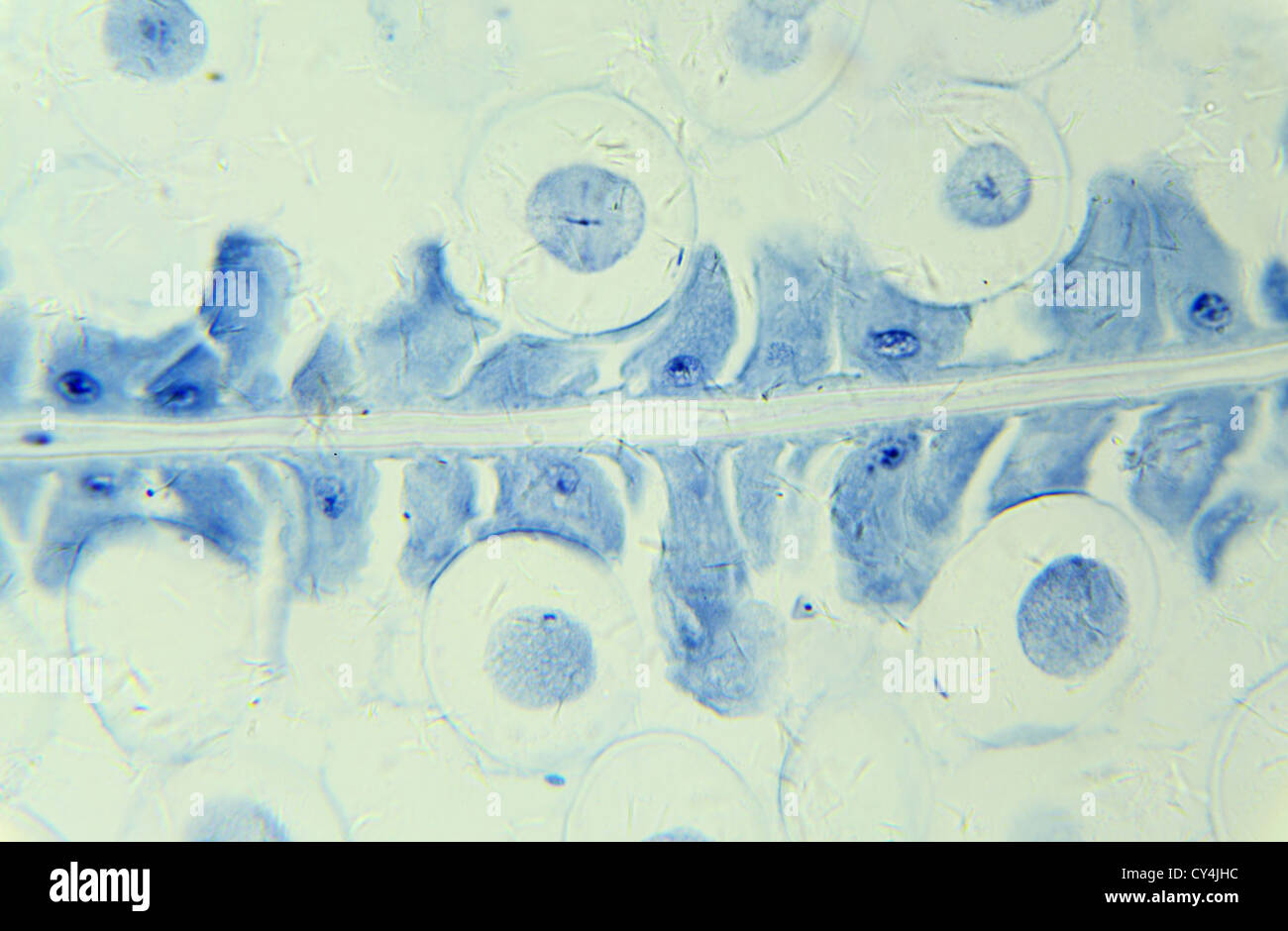 Mitosis Horse Ascaris egg under the microscope, background (Ascaris lumbricoides) Stock Photo