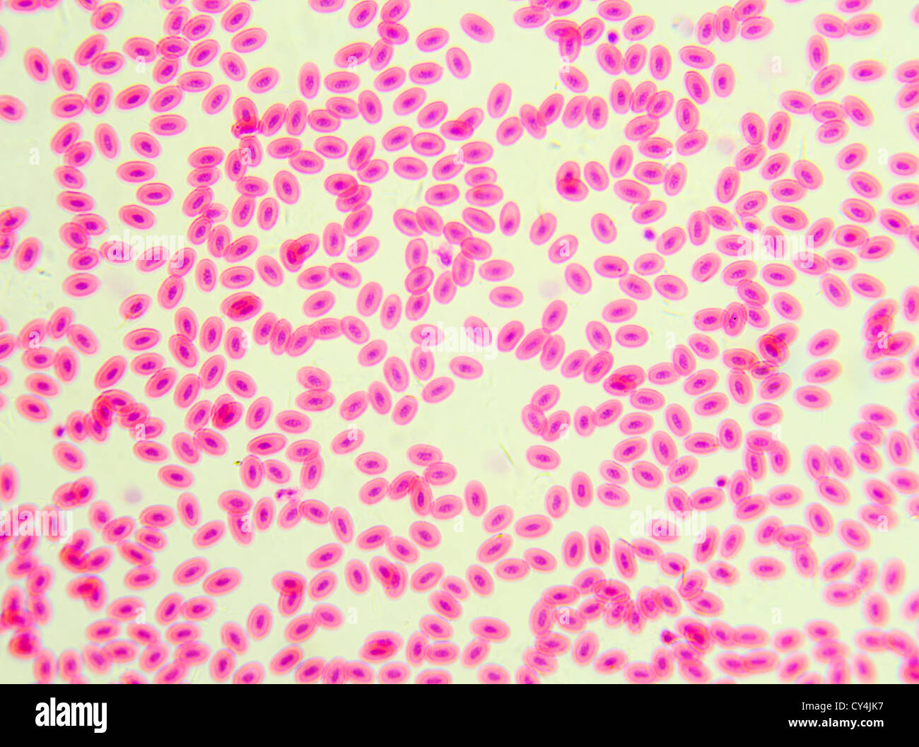 Blood pigcon under the microscope, background. (Columba livia) Stock Photo