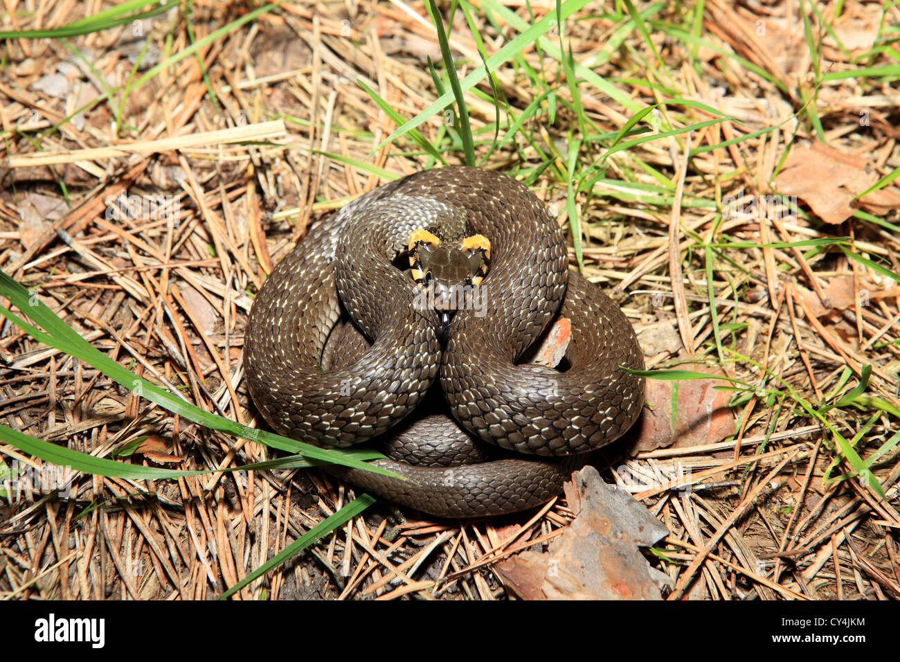 grass snake (Natrix), is a european non-venomous snake Stock Photo - Alamy